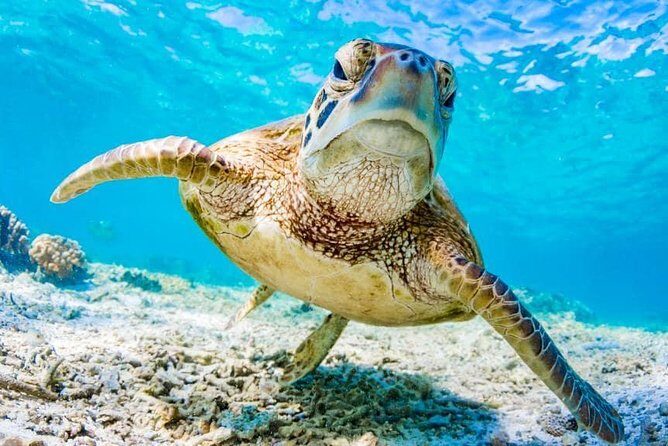 Watamu Marine Park & Sudi Island Mangrove Forest Canoe Ride.With sea food lunch - Wrap-Up and Return Trip