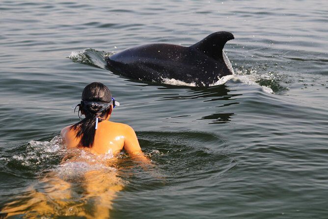 Watch and Swim with Dolphins in the Wild - Key Points