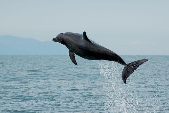 Watch and Swim with Dolphins in the Wild - A Detailed Look at the Tour Experience