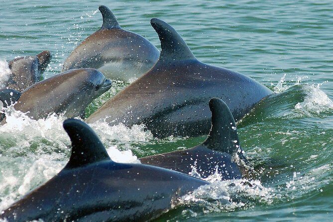 Watch and Swim with Dolphins in the Wild - FAQs: Practical Questions