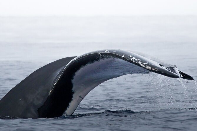 Watch and Swim with Humpback Whales in Moorea - An In-Depth Look at the Moorea Whale Tour