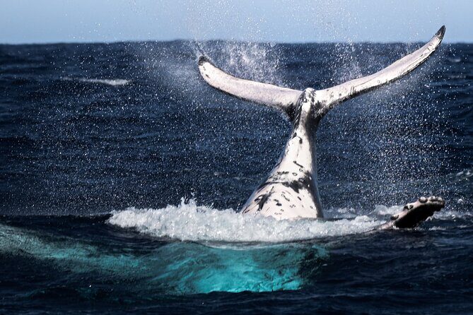 Watch and Swim with Humpback Whales in Moorea - The Sum Up