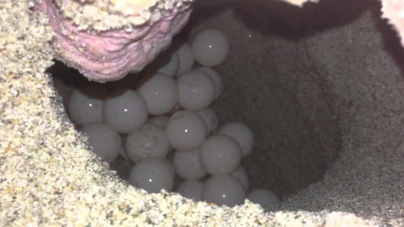 Watch Sea Turtles Nesting Night Tour in Sal Island - Key Points