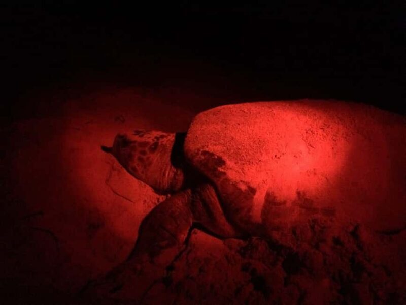 Watch Sea Turtles Nesting Night Tour in Sal Island - An In-Depth Look at the Tour