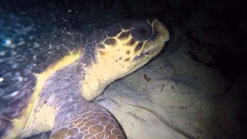 Watch Sea Turtles Nesting Night Tour in Sal Island - The Value of This Experience