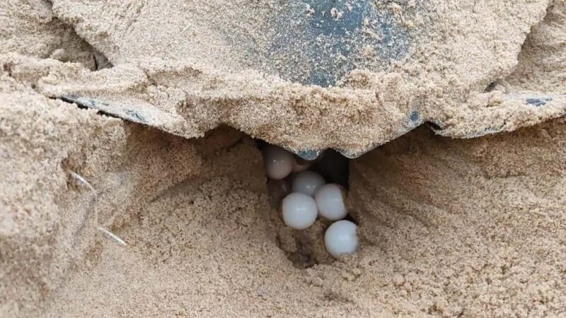 Watch Sea Turtles Nesting Night Tour in Sal Island - Who Should Consider This Tour