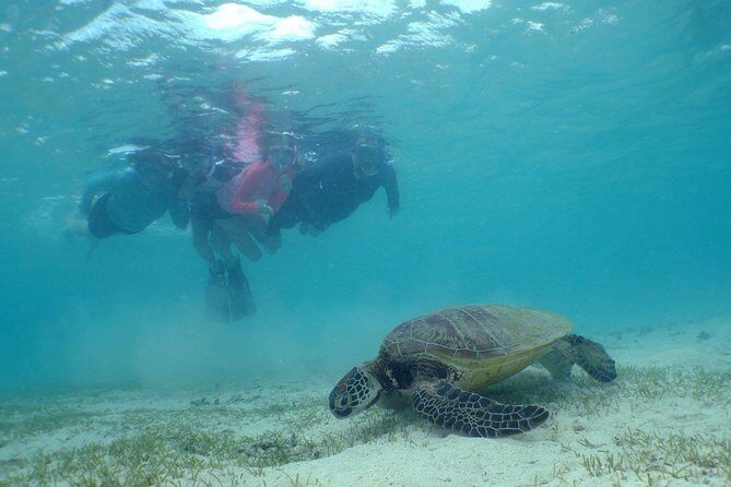 Water Taxi Signal Island Turtle Tour for cruisers - Pricing and Value for Money