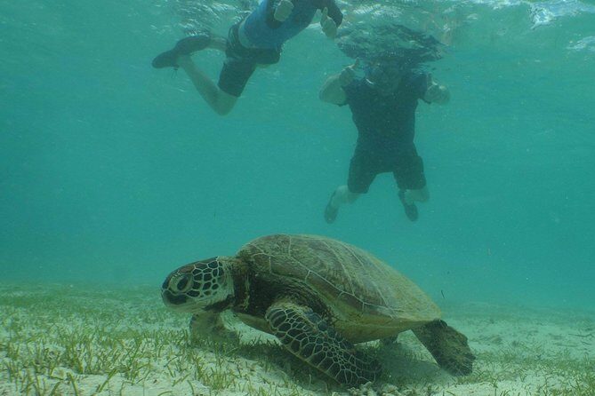 Water Taxi Signal Island Turtle Tour for cruisers - FAQ