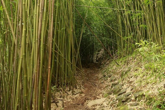 Waterfall and Rainforest Adventure - Exploring Maui’s Rainforests and Waterfalls