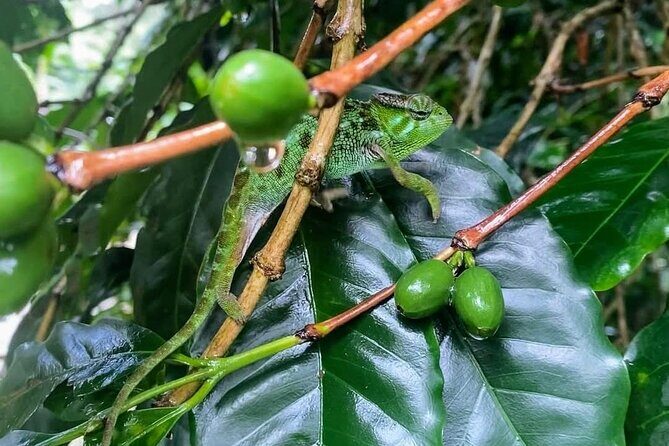 Waterfall, coffee tour & hot springs - lunch and drinks included - FAQ