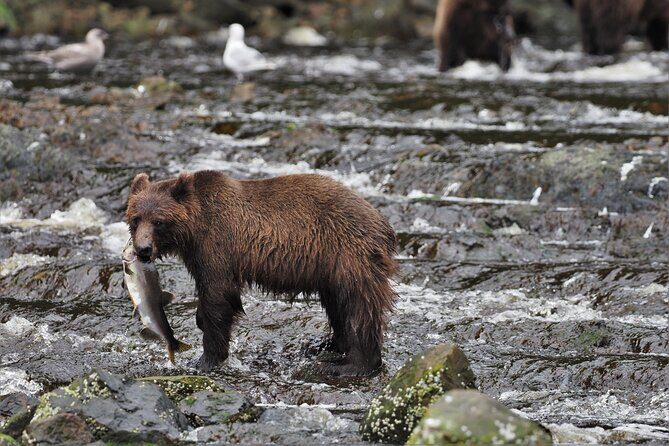 Waterfall Creek Brown Bear Viewing Juneau - Waterfall Creek Brown Bear Viewing Juneau: An Authentic Wilderness Encounter