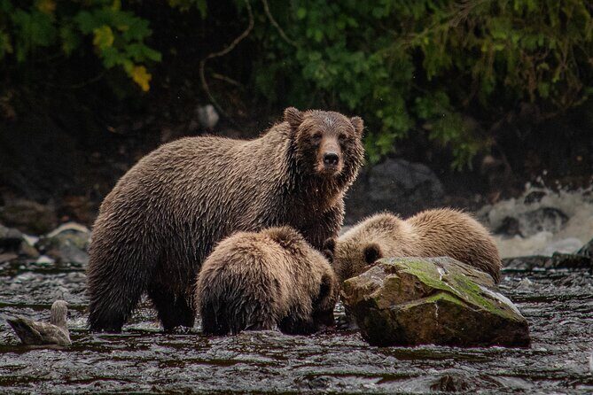 Waterfall Creek Brown Bear Viewing Juneau - Key Points