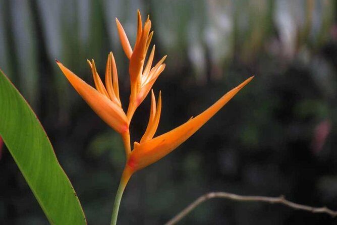 Waterfall, First One On The Road to Hana, Chocolate tour - Practical Details: What You Need to Know
