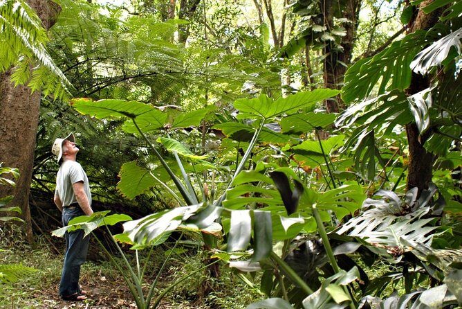 Waterfall & Rainforest Hiking Adventure with Hotel Pickup - Key Points