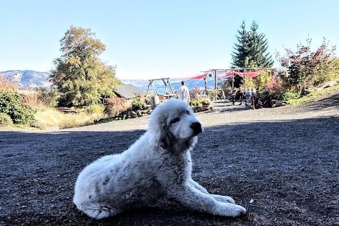 Waterfalls & Wine Tour-Multnomah Falls,Vineyards,Hood River Combo - A Closer Look at the Waterfalls & Wine Tour