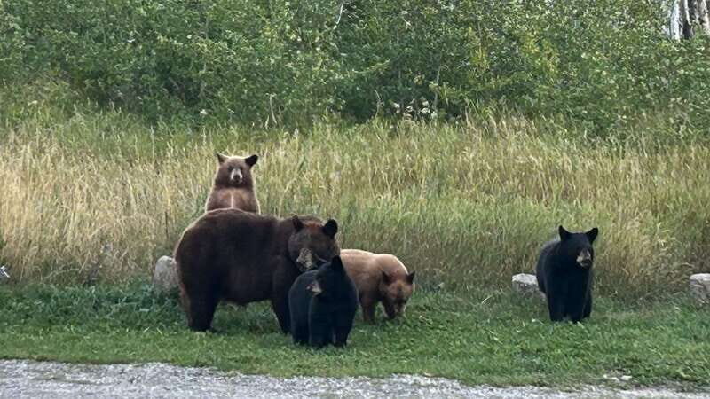 Waterton's Wild Beauty: A Hidden Gem in the Rockies - Key Points