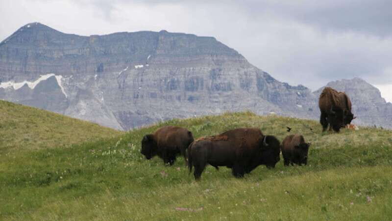 Waterton's Wild Beauty: A Hidden Gem in the Rockies - Authentic Experiences and Authenticity
