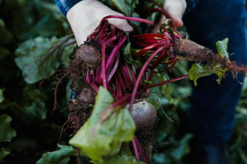 Watervale: Penobscot Farm Tour with Chef and 5-Course Lunch - Key Points