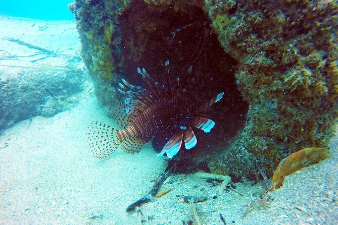 Wave Break Island Scuba Diving on the Gold Coast - Who Will Love This Tour?