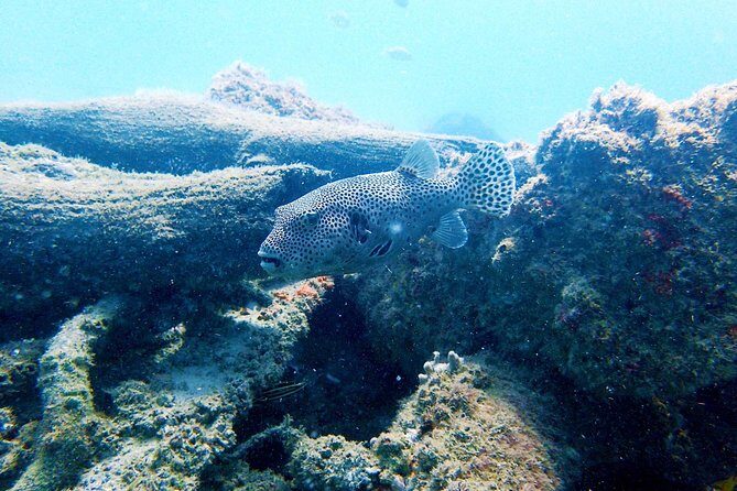 Wave Break Island Scuba Diving on the Gold Coast - The Sum Up: Is This Tour Worth It?