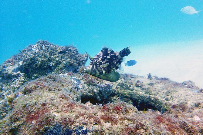 Wave Break Island Snorkel Tour on the Gold Coast - What to Expect from the Wave Break Island Snorkel Tour