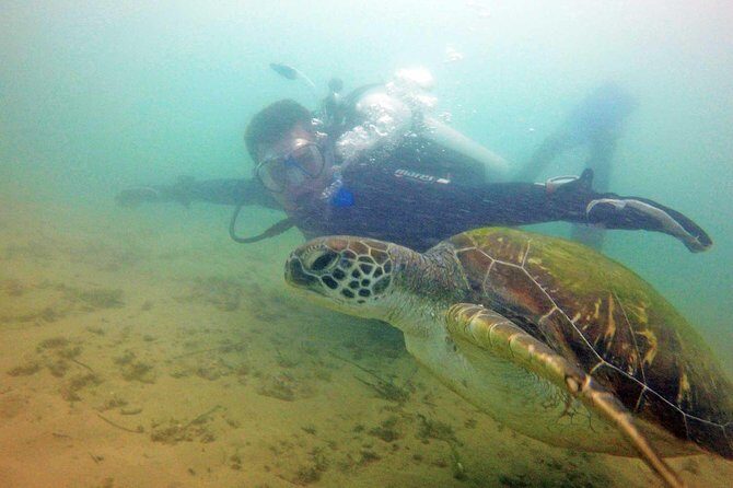 Wave Break Island Snorkel Tour on the Gold Coast - Practical Tips for Travelers