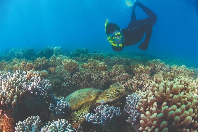 Wavedancer Low Isles Great Barrier Reef Sailing Cruise from Palm Cove - An Authentic Day at Low Isles: What You Can Expect
