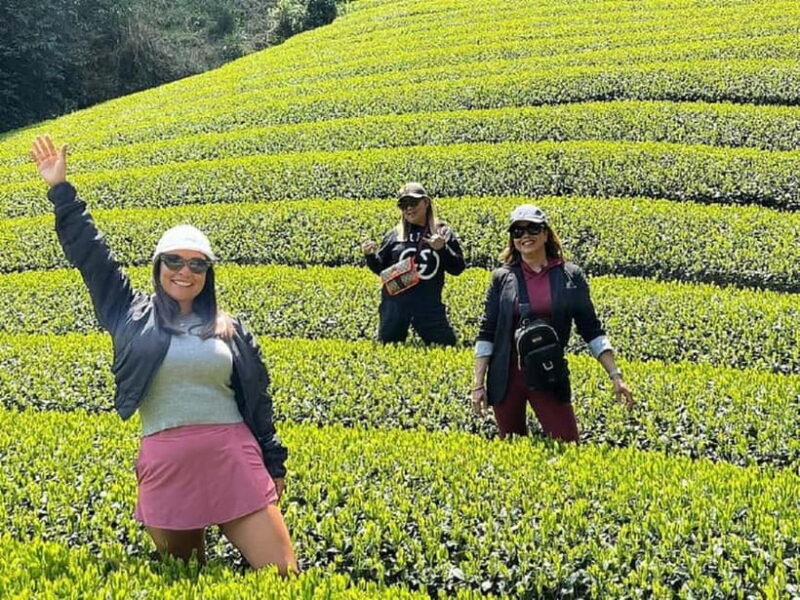 Wazuka: Tea Picking Experience with Matcha Tea Tasting - A Closer Look at the Experience