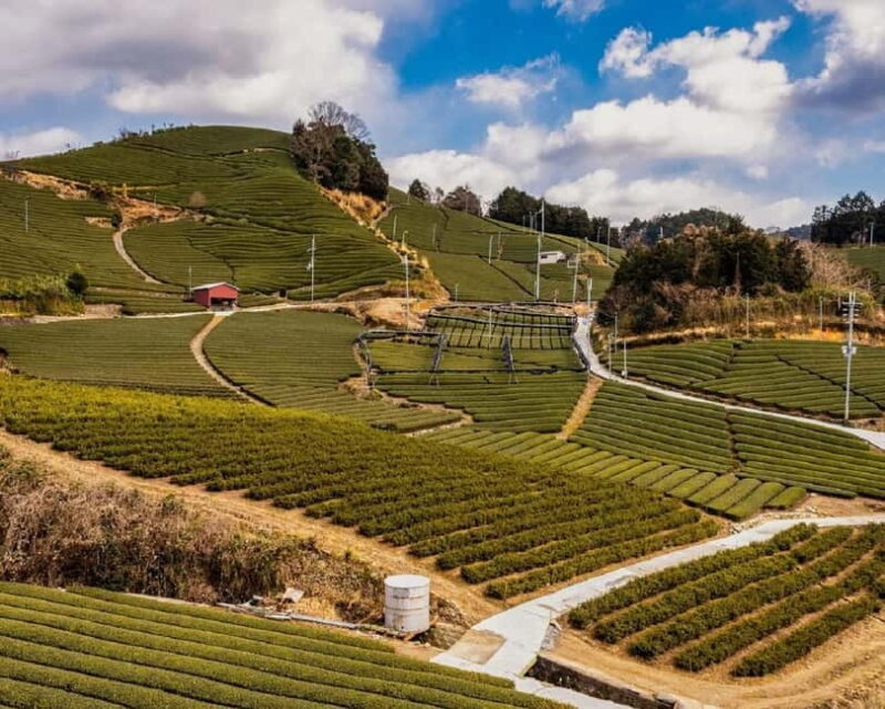 Wazuka: Tea Picking Experience with Matcha Tea Tasting - The Itinerary in Detail