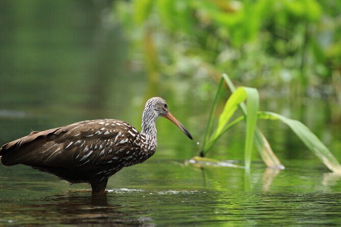 Wekiva Wildlife Kayaking Adventure Tour - Authenticity and Authentic Experiences