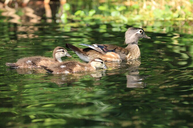 Wekiva Wildlife Kayaking Adventure Tour - Who Will Love This Tour?