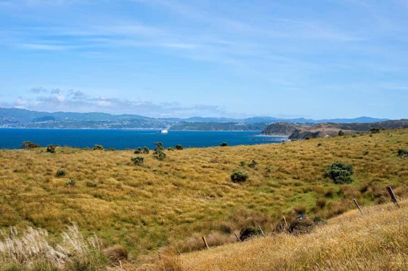 Wellington: Baring Head Lighthouse Walk - Practical Tips for Travelers