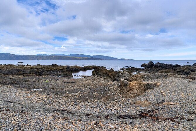 Wellington Coastal Self Drive Tour with an APP - What Reviewers Say