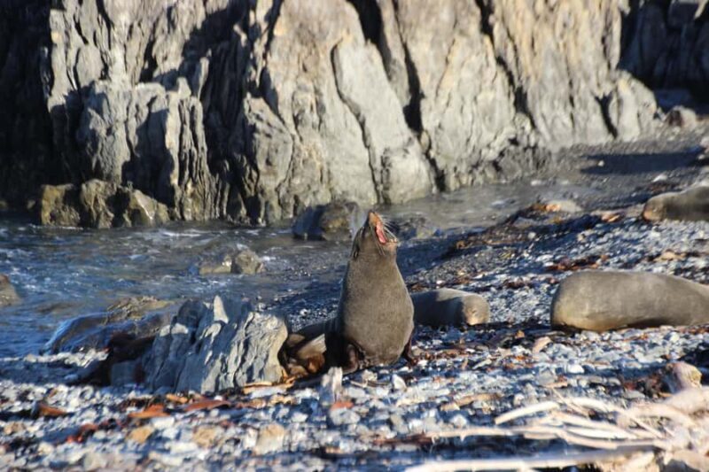 Wellington: Half Day Seal Coast Safari - An Introduction to the Experience
