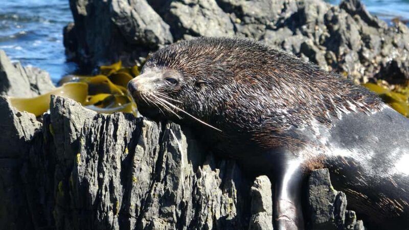 Wellington: Half Day Seal Coast Safari - Transportation and Group Size
