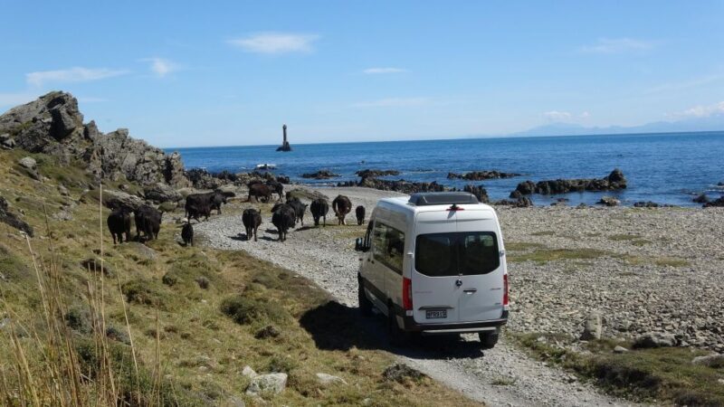 Wellington: Half Day Seal Coast Safari - Weather and Accessibility