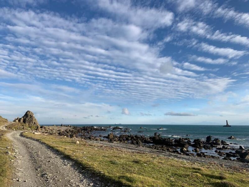 Wellington: Half Day Seal Coast Safari - The Sum Up