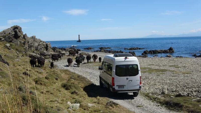Wellington: Half Day Seal Coast Safari - FAQ