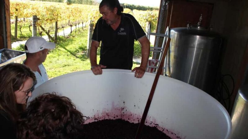 Wellington: Martinborough Private Winery Tour with Lunch - A Closer Look at the Experience
