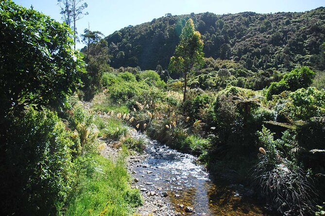 Wellington Native Bush Walking Tour - Key Points