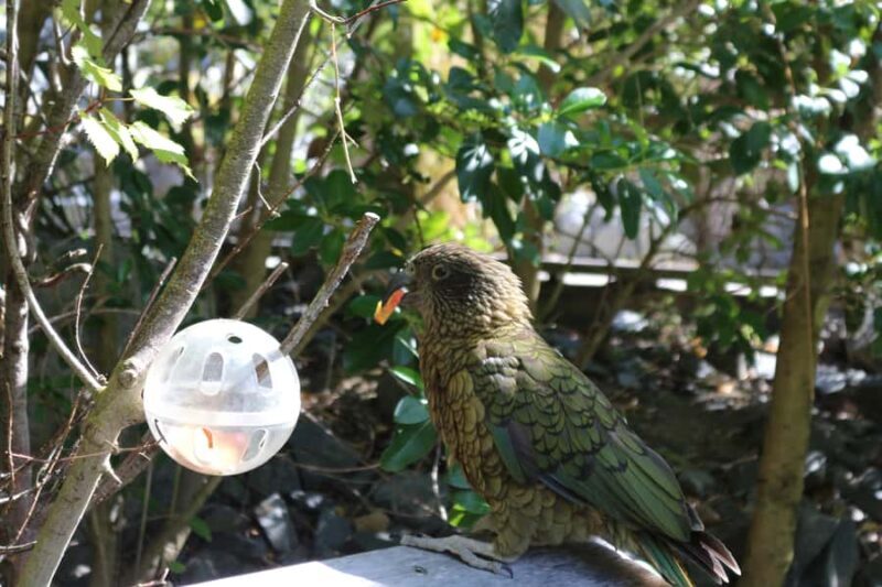Wellington Zoo General Entry Tickets - What You Can Expect at Wellington Zoo