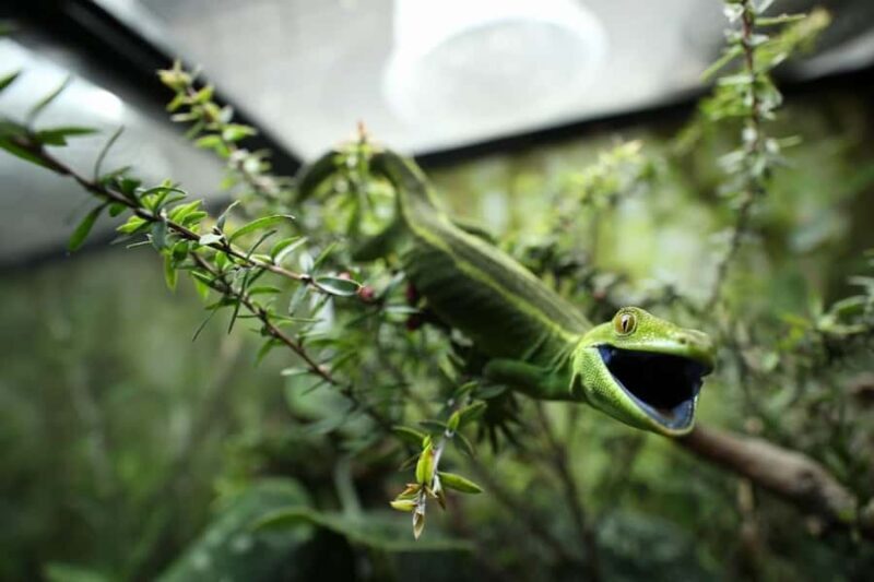 Wellington Zoo General Entry Tickets - Why Wellington Zoo Is a Worthwhile Choice