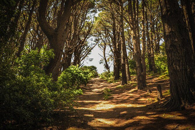 Wellington's Original HD LOTR Experience - includes Weta Tour - What Real Tour-Goers Say