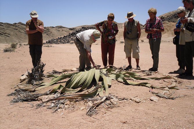 Welwitschia Tour from Swakopmund - Exploring Namibia’s Moon Landscape: A Guide to the Welwitschia Tour from Swakopmund
