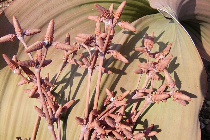 Welwitschia Tour from Swakopmund - Key Points