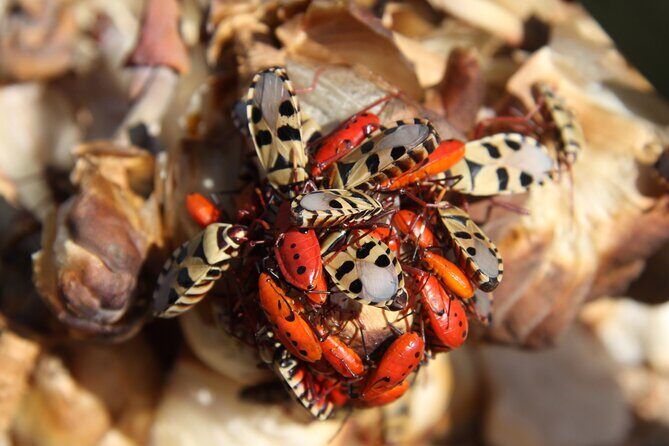 Welwitschia Tour from Swakopmund - How the Itinerary Unfolds