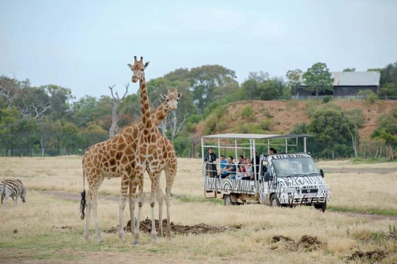 Werribee Open Range Zoo: Entry Ticket - Key Points