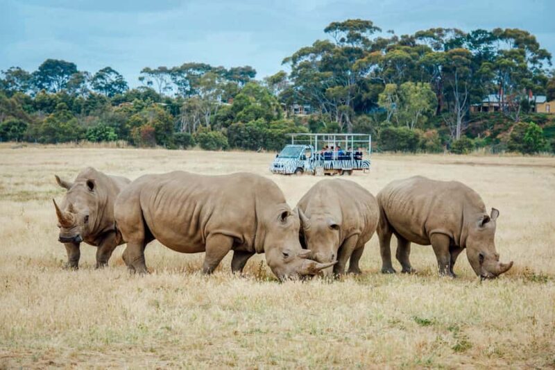 Werribee Open Range Zoo: Entry Ticket - An Authentic Wildlife Encounter Close to Melbourne