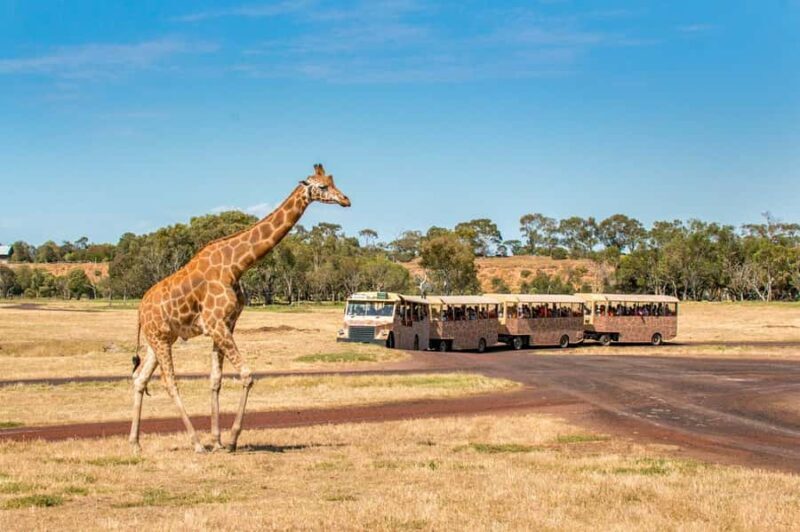 Werribee Open Range Zoo: Entry Ticket - Accessibility and Practical Considerations