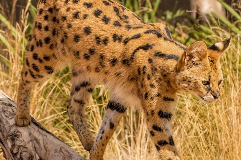 Werribee Open Range Zoo: Entry Ticket - Pricing and Value